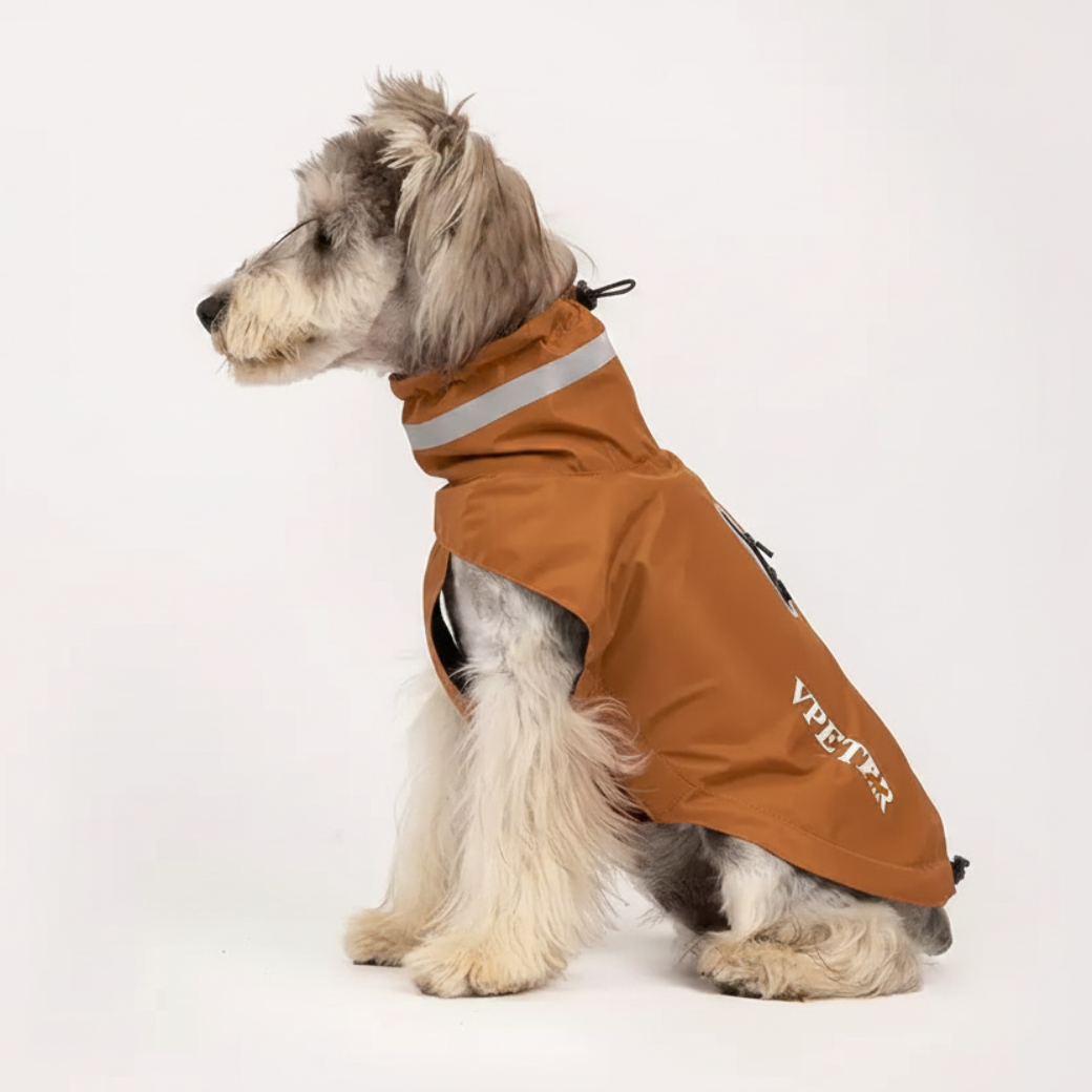 Schnauzer Brown Jacket White Background